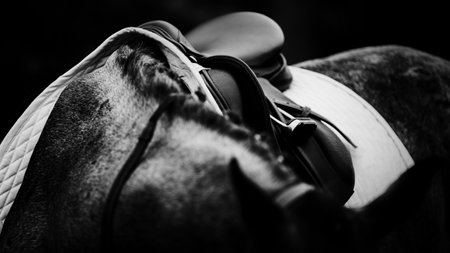 A black-and-white photograph of a horse's braided mane and neck, with its head tilted. The horse is wearing a saddle and is being ridden.の写真素材