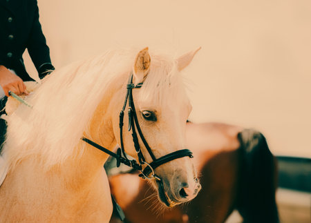 Portrait of a beautiful pony with its rider on a sunny day, participating in equestrian competitions.の写真素材