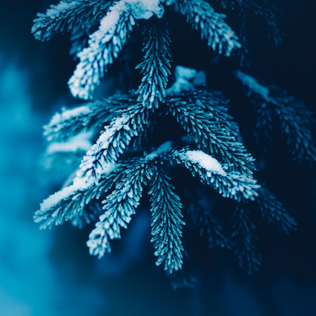 The lush branches of the fir tree are covered in a blanket of snow on this chilly winter's day. The forest is in full winter mode, with frost in the air and the scent of Christmas everywhere.の写真素材