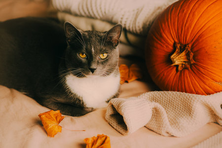 A cute domestic cat is relaxing on the bed, surrounded by cozy sweaters, colorful autumn leaves, and a large pumpkin. The cat is getting ready for Halloween.の写真素材
