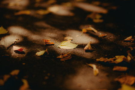 The beautiful yellow leaves have fallen from the trees and are laying on the pavement, shining in the sunlight. This is a typical autumn scene.の写真素材