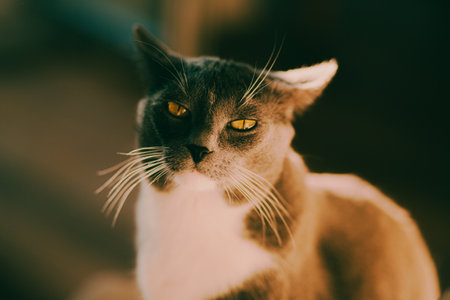 A cute domestic cat, with gray fur, yellow eyes, and a white patch on its forehead, sits in the warm sunlight.の写真素材