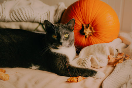 A cute domestic cat is relaxing on the bed, surrounded by a pile of white wool sweaters, some dried autumn leaves and a large ripe pumpkin. The cat is getting ready for Halloween.の写真素材