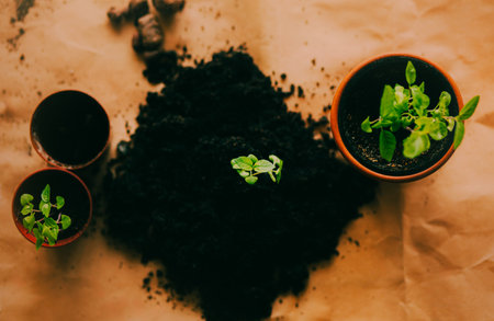 A small green sprout of a plant is going to be carefully transplanted from the ground into a small pot. It is a part of home gardening and has environmental benefits.の写真素材