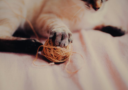 A cute striped kitten is resting on a soft pink bed, holding a wool ball in its paw that it was playing with. A beloved pet.の写真素材