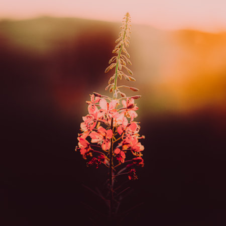 A pink willow-tea flower fades in the sunset on a sunny summer evening. The beauty and tranquility of nature are captured in this scene.の写真素材