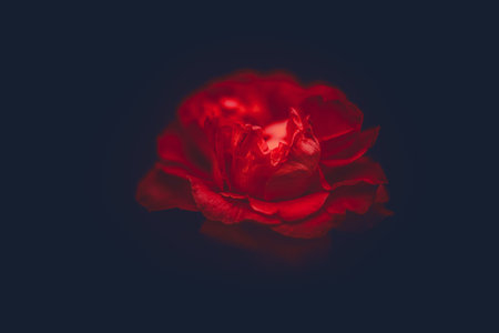 A beautiful scarlet rose blooms in the garden at dusk. The beauty of nature, and the romance of the gift.の写真素材