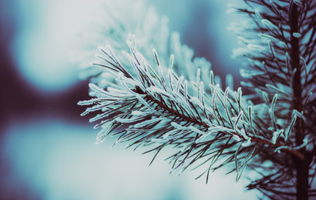 On a cold winter's day, the thin branches of pine trees with their long green needles, covered in a layer of frost, create a beautiful sight in the taiga.の写真素材
