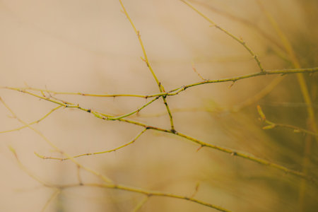 A beautiful green photo of thin, prickly branches of a plant in summer. A close-up of nature's details.の写真素材