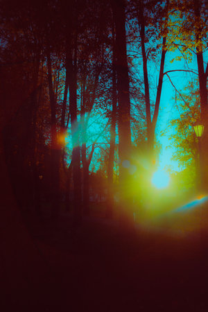 The bright sun shines through the branches of the forest, creating a glare of light. Happiness in...