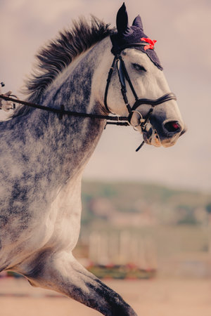 A portrait of a beautiful gray horse with a rider galloping at a sports competition on a summer day.の写真素材