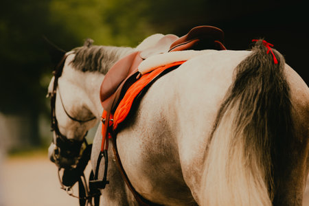 A beautiful gray horse, dressed in equestrian gear, stands on a summer's day. The stirrups and bridle are attached to the horse's body, and a saddle is worn on its back. The horse is ready for a ride.の写真素材