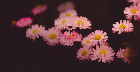 Beautiful pink daisies bloom in a field against a dark backdrop. Delicate wildflowers in summer.の写真素材