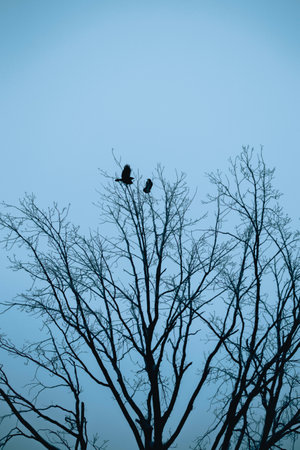 A black crow sits on a bare branch and watches another crow fly past it against the cloudy gray sky.の写真素材