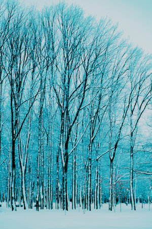 On a snowy winter day in January, many leafless trees grow in a grove of the park. It's cold and freezing outside.の写真素材