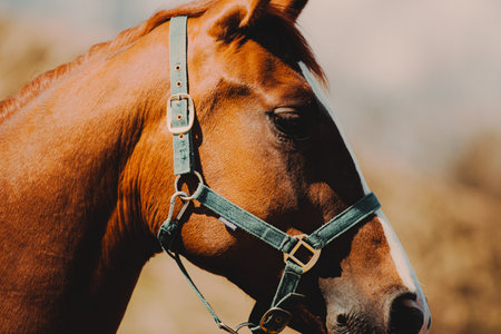 A beautiful sorrel horse is grazing in a field on a sunny autumn day. This image shows the beauty of...