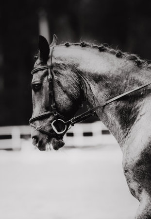 The black-and-white photograph depicts a portrait of a magnificent horse, with a braided mane and a bridle. The horse appears in equestrian sporting events. Horseback riding.の写真素材