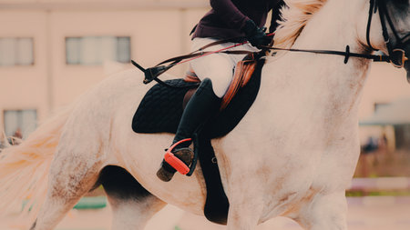 A rider is sitting on a white beautiful horse in the saddle. Horse galloping fast. This is an...