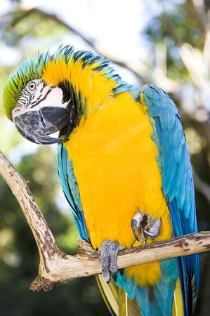 Blue and Gold Macaw in a wildlife sanctuaryの写真素材