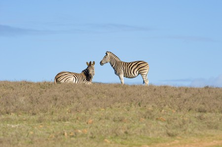 Healthy zebras standing and lying on the horizon in a wildlife reserve.