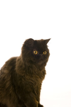 Siamese kitten in the studioの写真素材