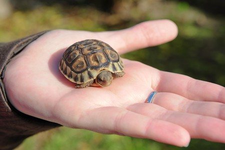Close up shot of a small turtle in the palm of a hand.