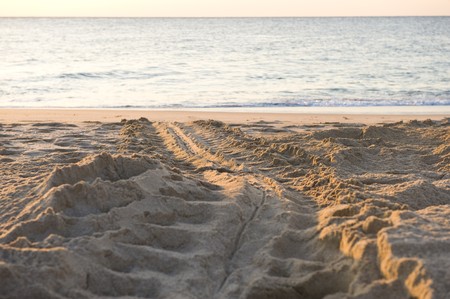 Tracks of the endangered Green Back sea turtle heading back into the sea after laying eggs on a protected beach in Ras Al Junayz, Oman. Taken in the very early morning sun.の写真素材