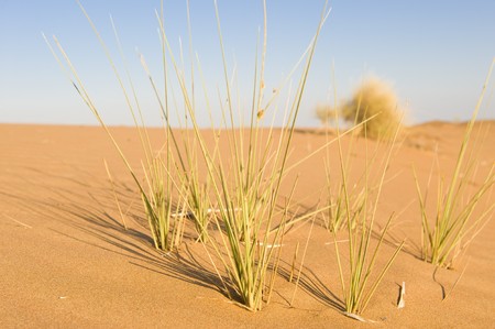Grass sprouts growing out of the sand in the desert.の写真素材
