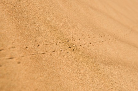 Insect tracks running through the desert sand.の写真素材