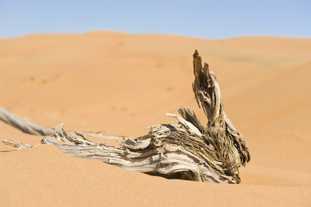 A dead and dried-out branch of a tree lying in the desert sand.の写真素材