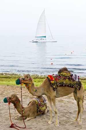 Two camels standing on a beach with a sailboat anchored in the background.の写真素材