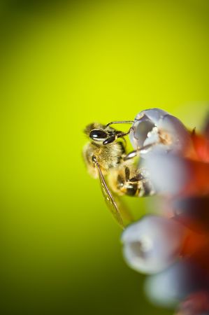 Macro shot of a busy bee looking for nectar in some flowers.の写真素材