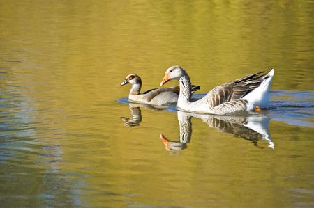 Some ducks swimming around in a pond.の写真素材