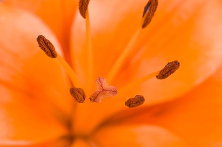 A beautiful flower shot with a macro lens in the studio.の写真素材