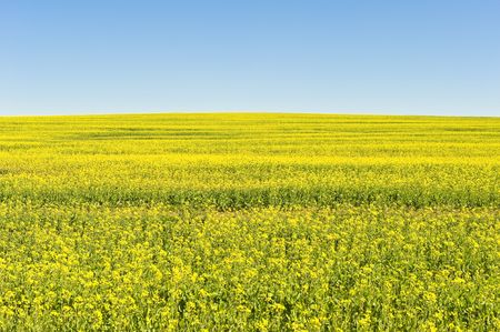 A beautiful field of yellow flowers, suitable for a background.の写真素材