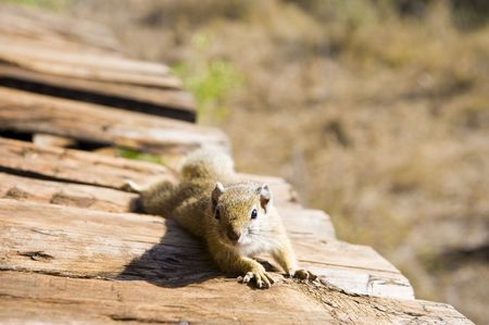Tree squirrel relaxing in the afternoon sun, stretched out.の写真素材