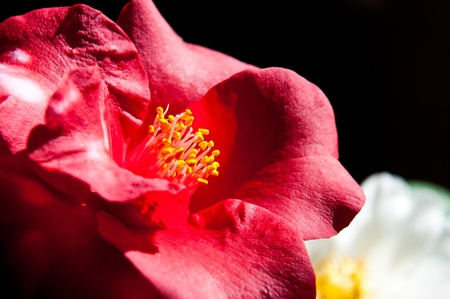 A beautiful Camelia Japonica that is in full bloom, shot with natural window light.の写真素材