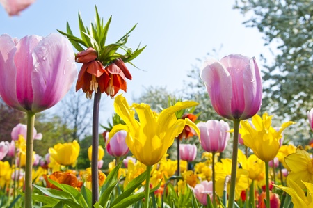 Beautiful tulips and other flowers in springtimeの写真素材