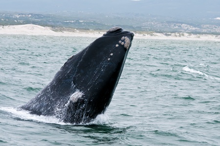 A Southern Right Whale breaching just off the coast of Hermanus in South Africa.の写真素材