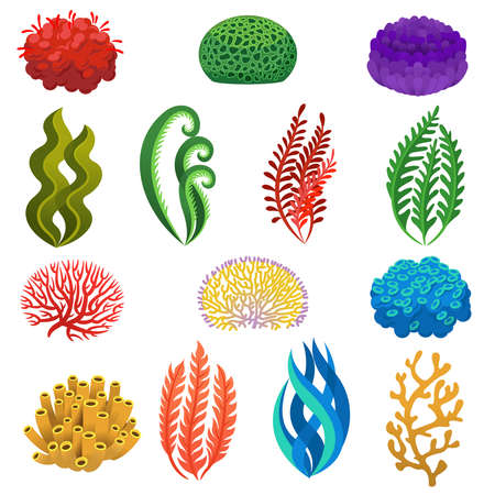 Seaweed and corals. Cartoon underwater reef plants and animals. Aquarium, ocean and sea flora, marine floral elements vector set. Anemones and algae planting seascape, aquatic iconsのイラスト素材