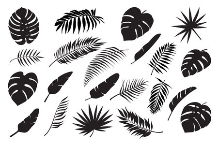 Palm leaves silhouettes. Tropical leaf monstera, banana and coconut. Jungle foliage, exotic rainforest palm tree floral decoration vector set. Paradise branches and leafage for summertimeのイラスト素材