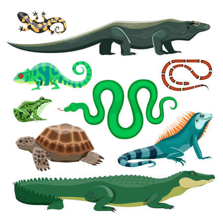 Reptiles and amphibians. Lizard, crocodile and turtle, snake and iguana, salamander and frog, chameleon. Terrarium pet reptile, pond animals vector set. Tropical or wildlife natural fauna charactersのイラスト素材