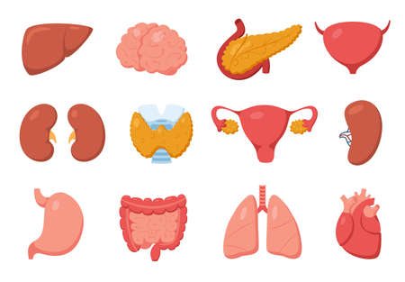 Internal organs. Heart, stomach, pancreas, kidney, liver, brain, intestine. Cartoon human inner body organ anatomy illustration vector set. Medical health system, inner body anatomyのイラスト素材