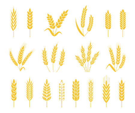 Wheat ears. Rice or barley crops, sheaf of wheat ear, grains and cereals. Organic grain ear, agriculture harvesting, bakery icon vector set. Growth stalks isolated for organic labelsのイラスト素材
