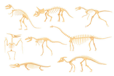 Cartoon dinosaur skeletons, dinosaurs prehistoric bone fossils. Triceratops, pterodactyl, tyrannosaurus, ancient skeleton for museum vector set. Dino creatures or monster for exhibitionsのイラスト素材