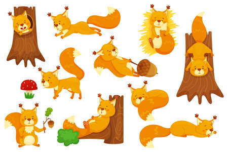 Cartoon squirrel sleeping, cute squirrels with acorns. Funny forest wildlife animal character sitting in tree hollow, holding acorn vector set. Lovely fluffy creature having different activitiesのイラスト素材