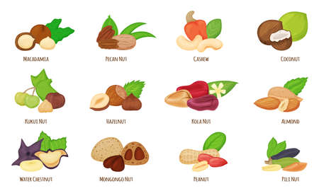 Cartoon nuts, almond, hazelnut, peanut, cashew, coconut. Water chestnut, macadamia, pecan and kola nut, healthy vegan snack food vector set. Organic nutrient eating. Dieting ingredientsのイラスト素材