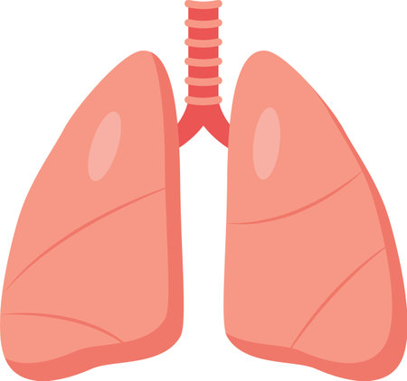 Detailed illustration of human lungs and respiratory system, emphasizing healthy breathing for wellness. Shows trachea to alveoli, vital for good healthのイラスト素材