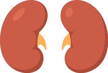 Healthy kidneys filtering waste products from the blood, regulating blood pressure, and producing...