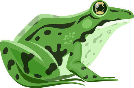 Green frog with dark spots sitting and looking up curiously, simple cartoon illustration of an amphibian animal, isolated image on white backgroundのイラスト素材